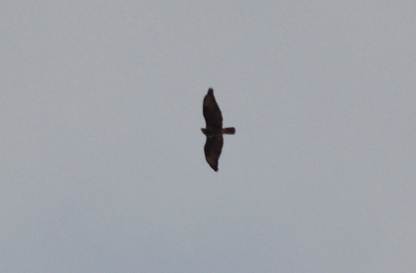 Aquila Reale